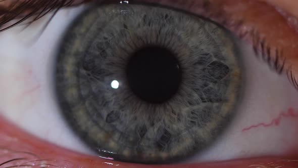 Macro Shot of the Contraction of the Gray Pupil of the Human Eye in Slowmotion