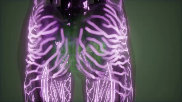 Human Body with Glow Blood Vessels alt