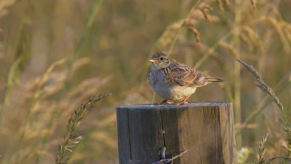 Skylark Bird Sitting on a Stump Singing on a Windy Field, Medium