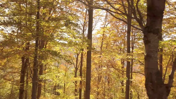 Magic Autumn Forest in Sunny Beach Wood Nature