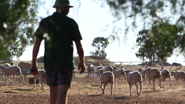 Slowmotion of a farmer walking on the farmland with sheeps in the background