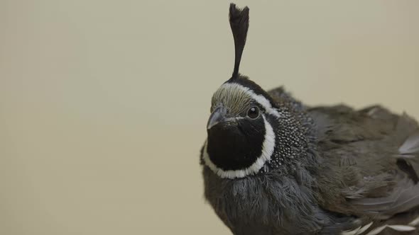 California Crested Quail in the Studio on a Beige Background