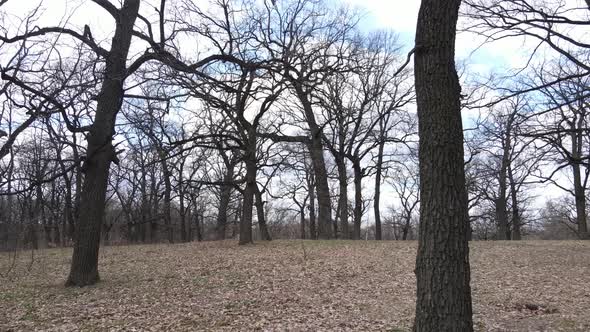 Forest with Trees Without Leaves During the Day