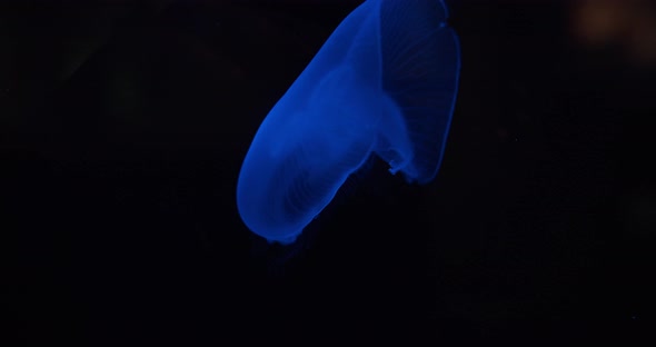 Vivid Blue Moon Jellyfish Swimming In Aquarium