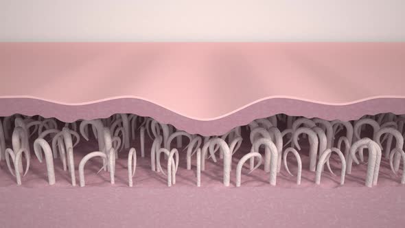 Medical showing a process of skin rejuvenation the rebuilding of collagen