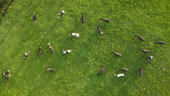 Aerial View of Cows Herd Grazing on Pasture