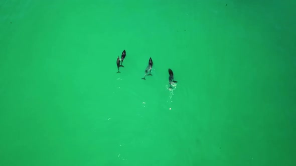 Aerial view of a group of dolphins swimming near Cape Town, South Africa.