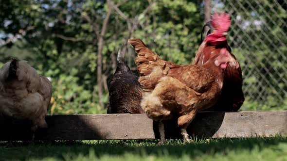 Rural domesticated chickens eat from mangers outside. Agriculture. Chickens in the yard.