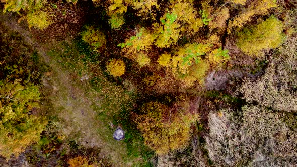 Forest seen from above. Beautiful, colorful woods in autumn.