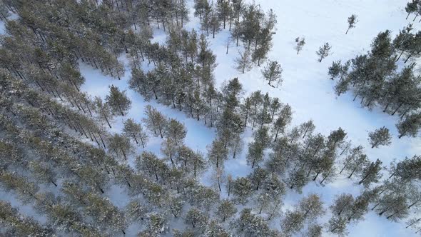 aerial view of snowy trees