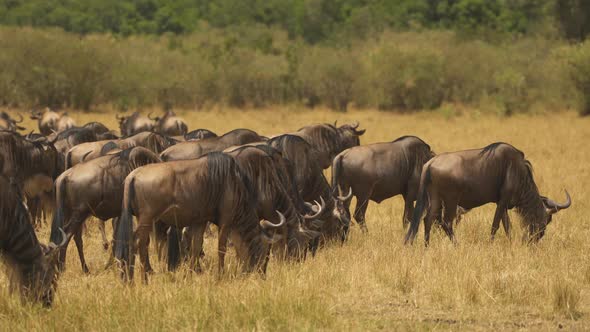 Gnus grazing in Kenya