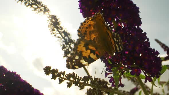 Clip of a Yellow Monarch Butterfly Hanging on Purple Flowers