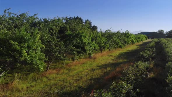 apple trees, winery, delta, island, westham, trees, plants, earth, country