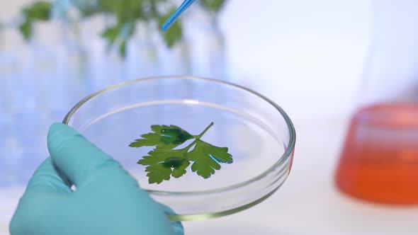 Professional Scientist Wearing Protective Mask Working with Herb Samples in His Laboratory