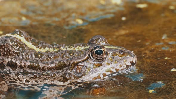 Green Frog in the River. Close-Up. Portrait Face of Toad in Water with Water Plants