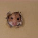 Cute Hamster Peeking Out Holes in a Cardboard Box - VideoHive Item for Sale