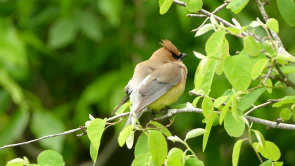 Beautiful cedar waxwing bird in closeup sitting on a branch and breathing while looking around for h