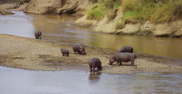 Hippos on a spit of land