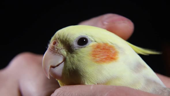 Parrot in the hands of a man, a yellow bird