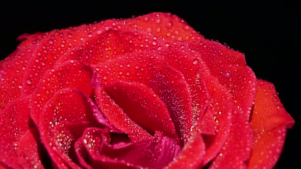 Closeup Of Red Rose And Dew