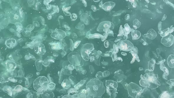 Jellyfishes in Dirty Sea