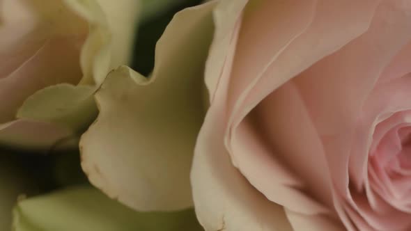 Macro of pink and white blossoming rose pretals