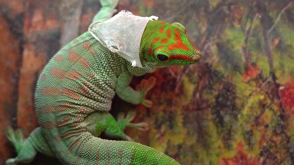 Giant Day gecko starting to shed as it looks around