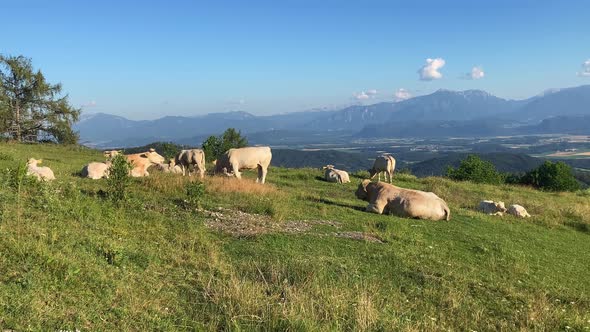 Fat cows grazing freely in a pasture in the mountains. Agricalture. Nature in Austria.