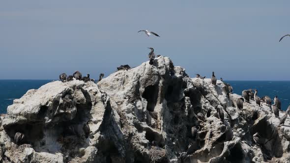 Colony of pied shag bird at Kaikoura, South Island, New Zealand