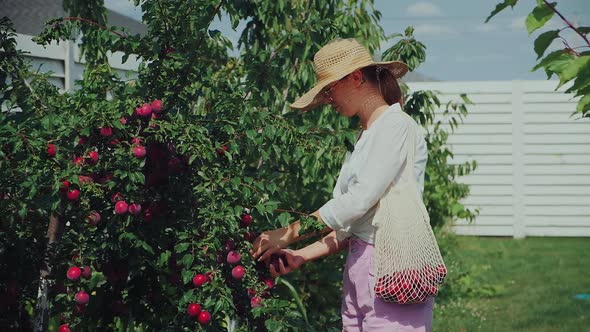 Young Woman Gardener Picking Plums in String Eco Mesh Bag in Her Family Backyard Garden Slow Motion