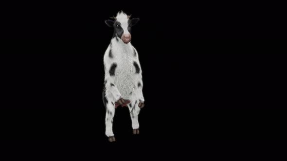 Cow Dance 4K