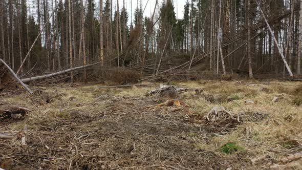 Wood Aerial Bark Beetle Stump Windstorm Storm Drone Pest Ips Typographus Dead Spruce Tree Infested
