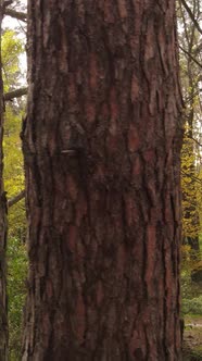 Vertical Video Autumn Forest with Trees By Day Slow Motion