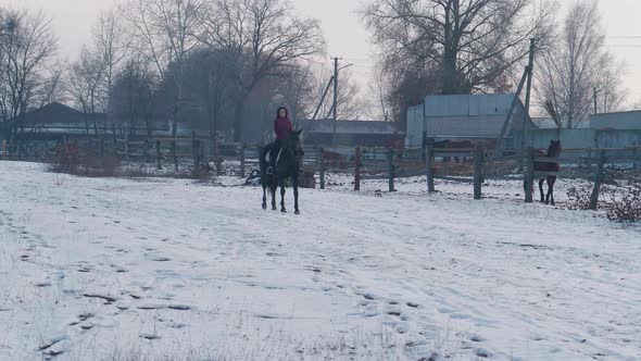 Young Brunette Woman Rides a Beautiful Black Horse on a Field or Snowcovered Farm in Winter