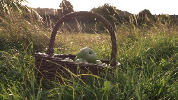 Basket of ripe green apples in summer meadow zoom in medium shot