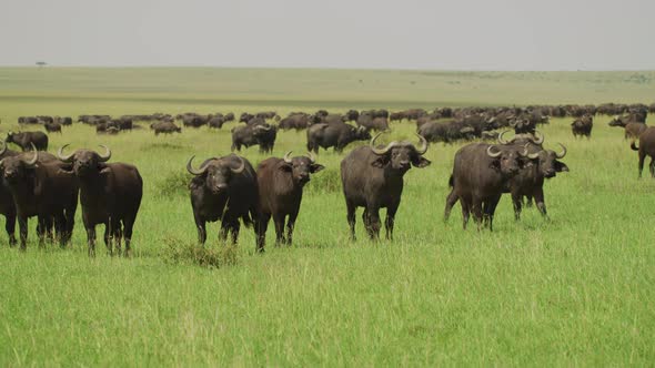 African buffalos in Maasai Mara