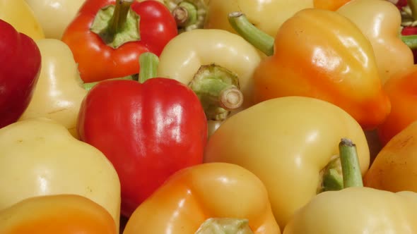 Picked organic bell peppers Capsicum annuum 4K footage