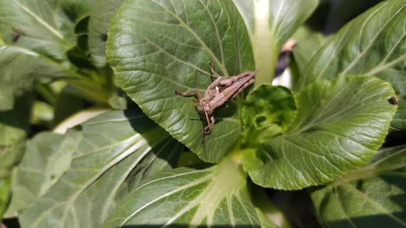 Grasshoppers and mustard greens