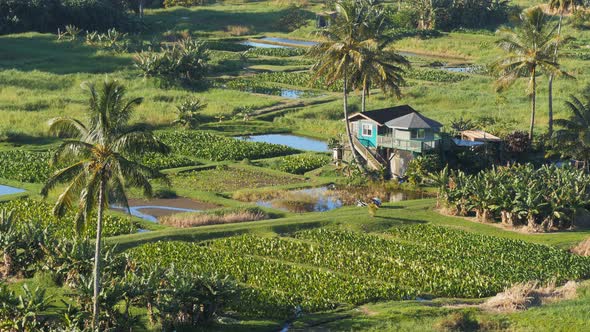 close up high angle view of taro fields on maui