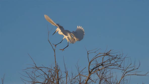 Little egret in a heronry, Camargue, France