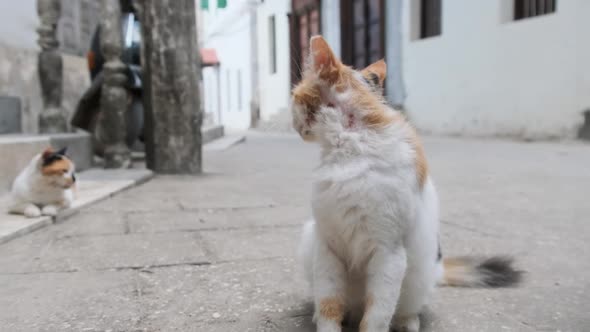 Homeless Shabby Tricolor Cat in Africa on Street of Dirty Stone Town Zanzibar