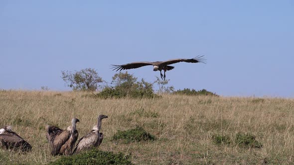 African White Backed Vulture, gyps africanus, Ruppell's Vulture, gyps rueppelli