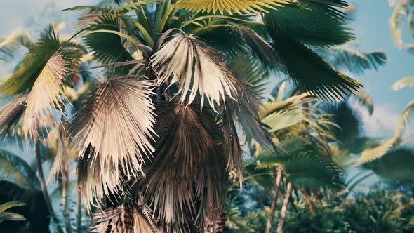 Tropical Palms and Plants at Sunny Day