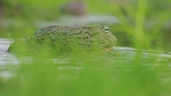 African Giant Bullfrog Attacking And Fighting In A Pond - close up shot