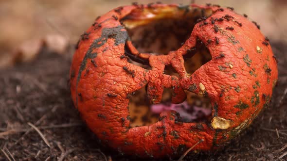 Colony of Ants Are Crawling Inside of the Halloween Pumpkin in the Forest