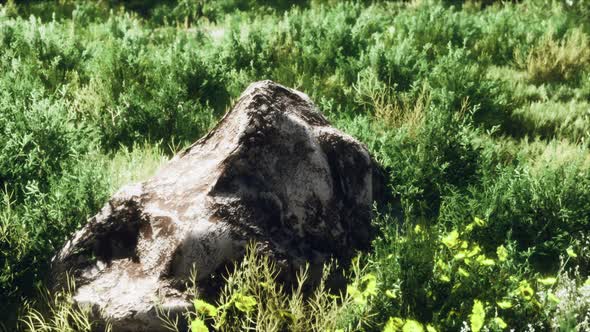 Spring Sunny Bright Highland Meadow with Green Grass Stones alt