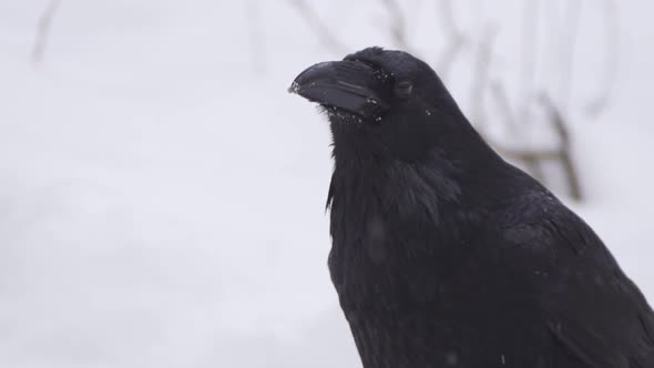 A Bird in the Snow Looks at the Camera