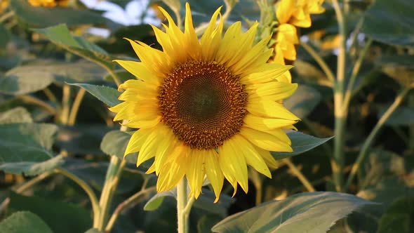 Sunflower Field in Sunny Day