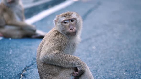 Funny Monkey Portrait