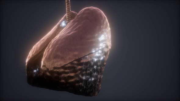 Loop 3d Rendered Medically Accurate Animation of the Human Lung